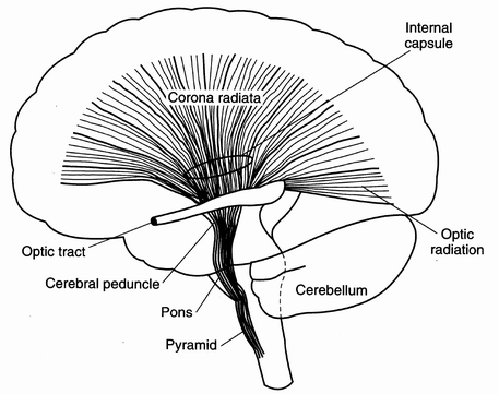 Results: Brain Anatomy